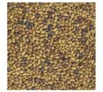 Seeds germinate - Alfalfa - Roquette